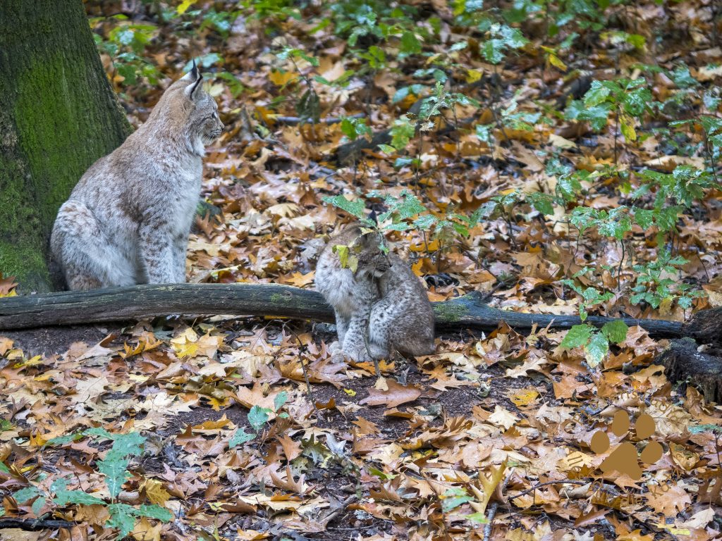 Europ_ischer_Luchs202010291620-2