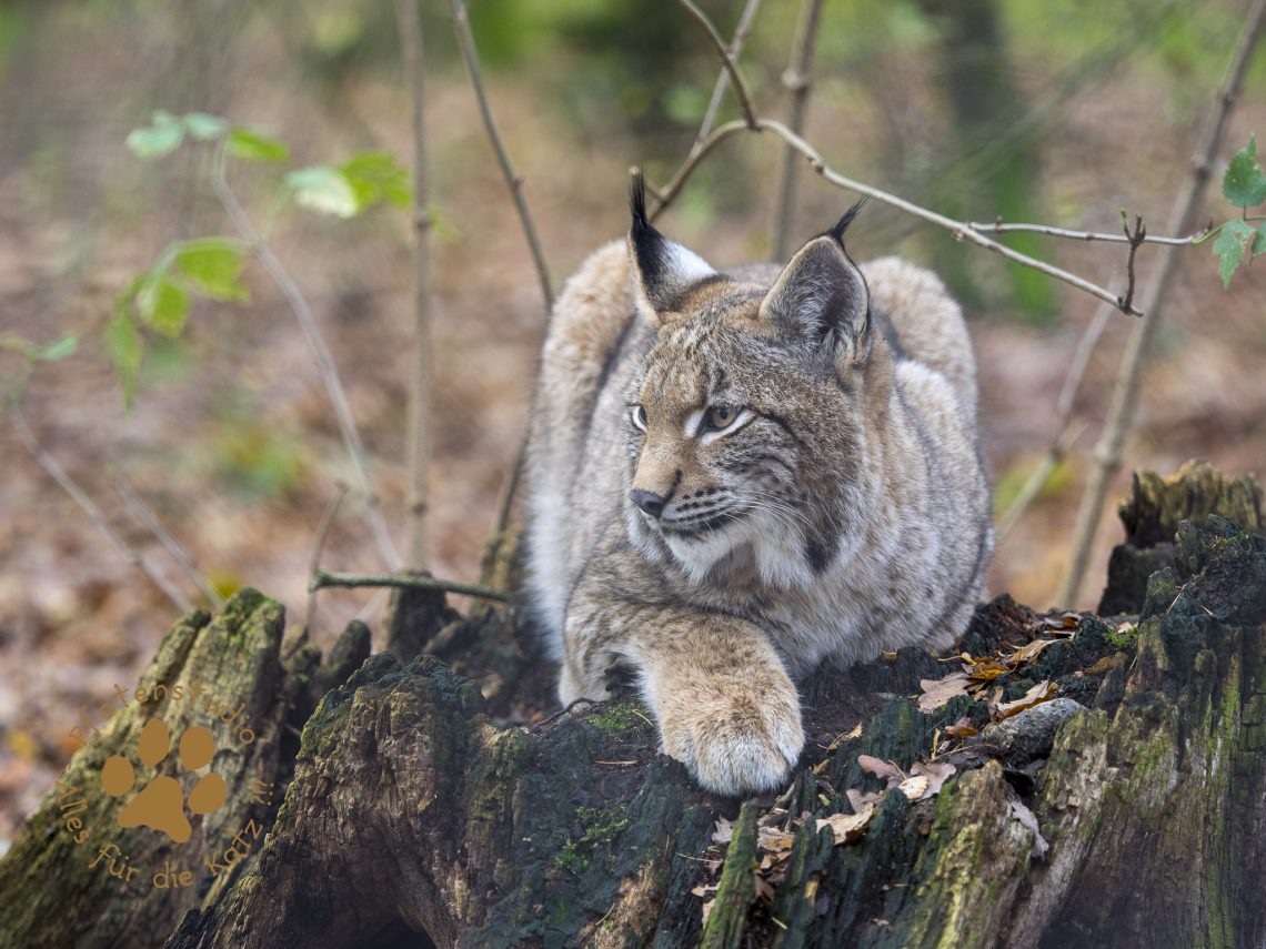 Europ_ischer_Luchs202012041204