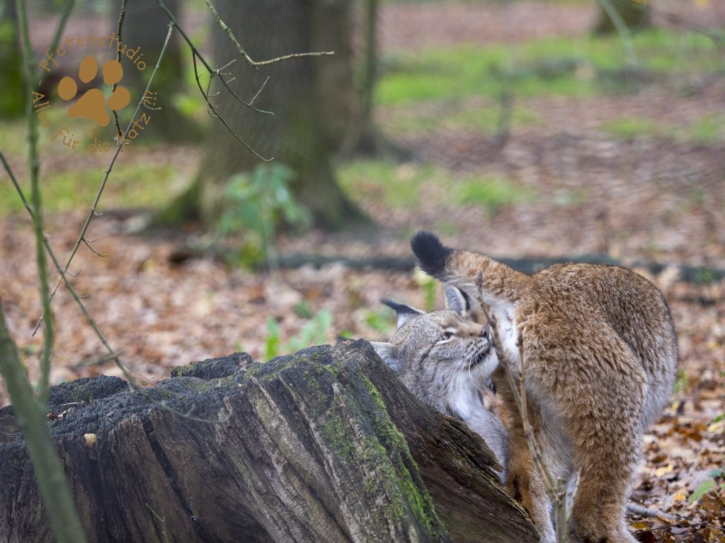 Europ_ischer_Luchs202012041208-21
