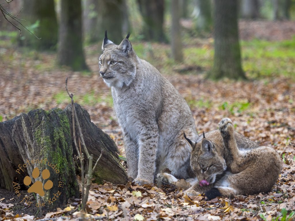Europ_ischer_Luchs202012041209-14