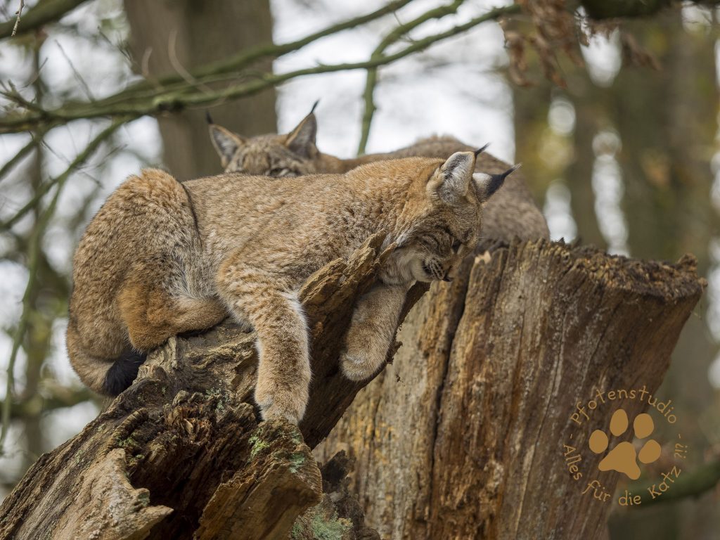 Europ_ischer_Luchs202012041220