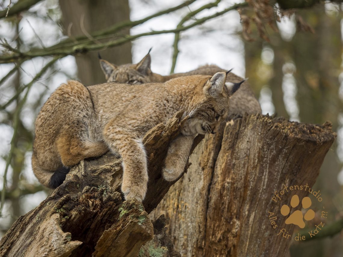 Europ_ischer_Luchs202012041220
