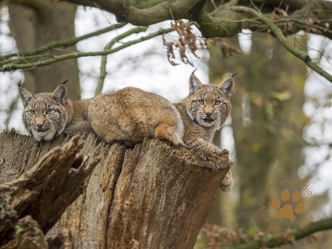 Europ_ischer_Luchs202012041221-8