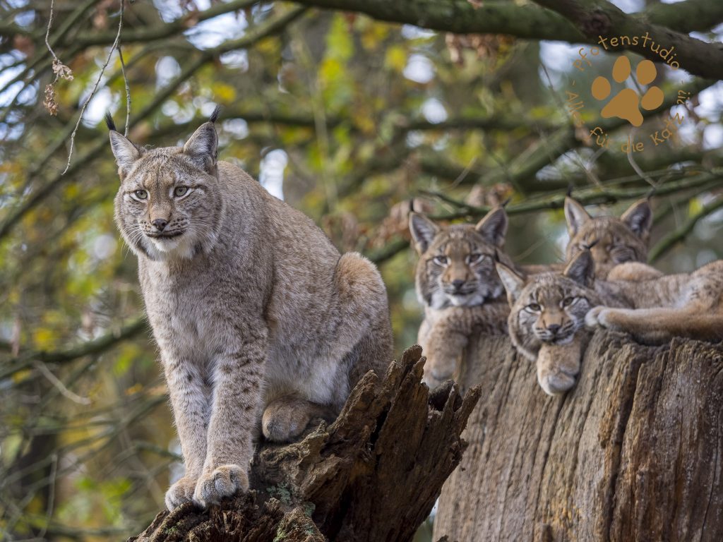 Europ_ischer_Luchs202012041316-4