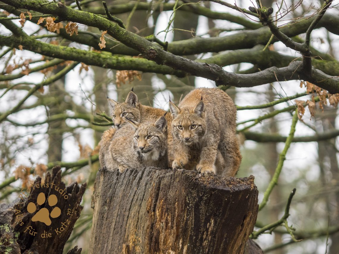 Europ_ischer_Luchs202012241146-19