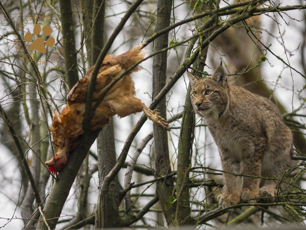 Europ_ischer_Luchs202012241334-12