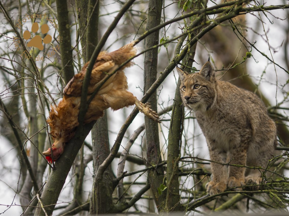 Europ_ischer_Luchs202012241334-12