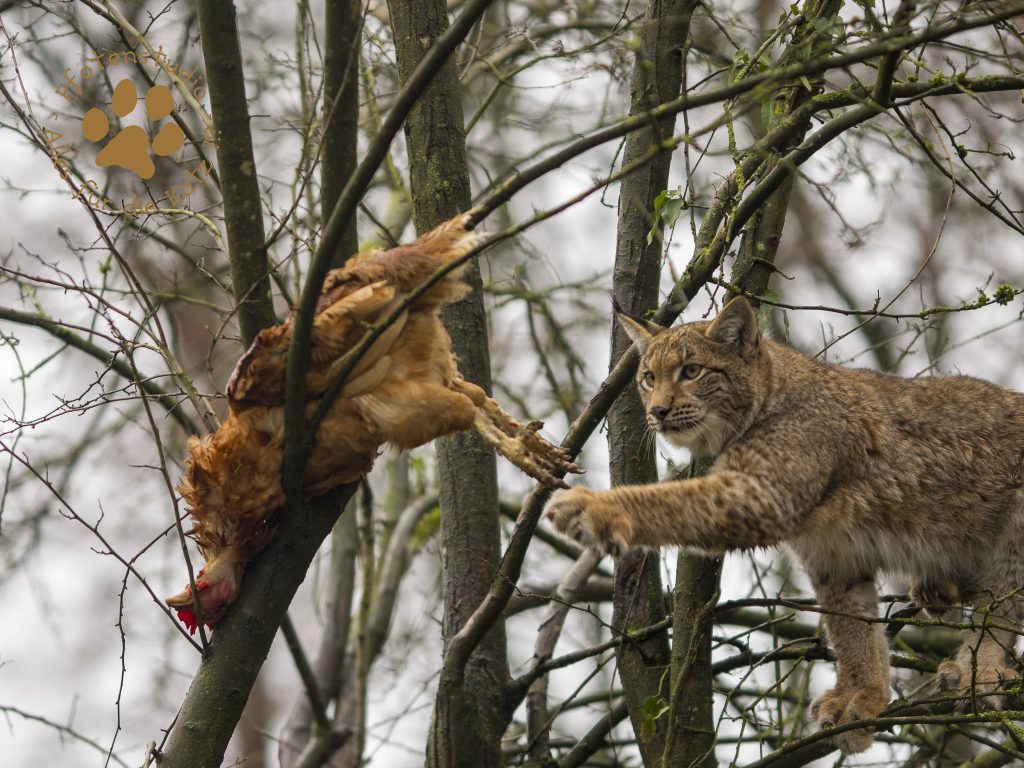 Europ_ischer_Luchs202012241335-20