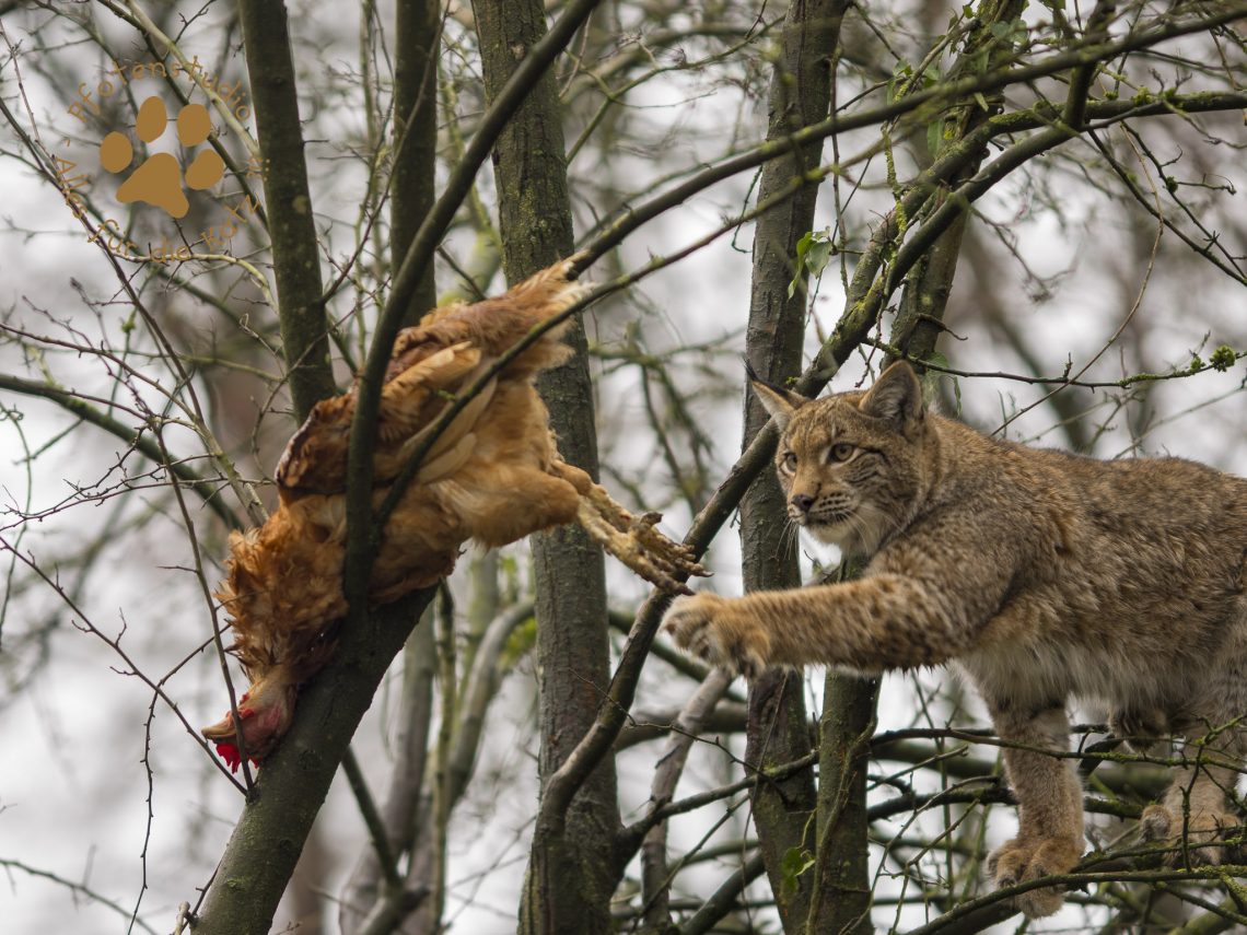 Europ_ischer_Luchs202012241335-20