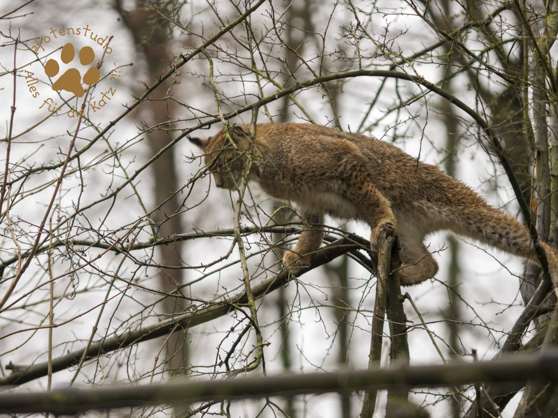 Europ_ischer_Luchs202012241336-13