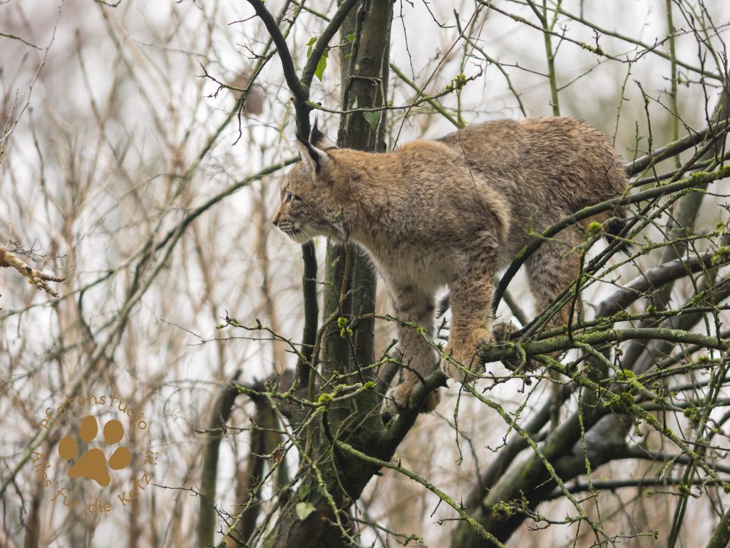 Europ_ischer_Luchs202012241337