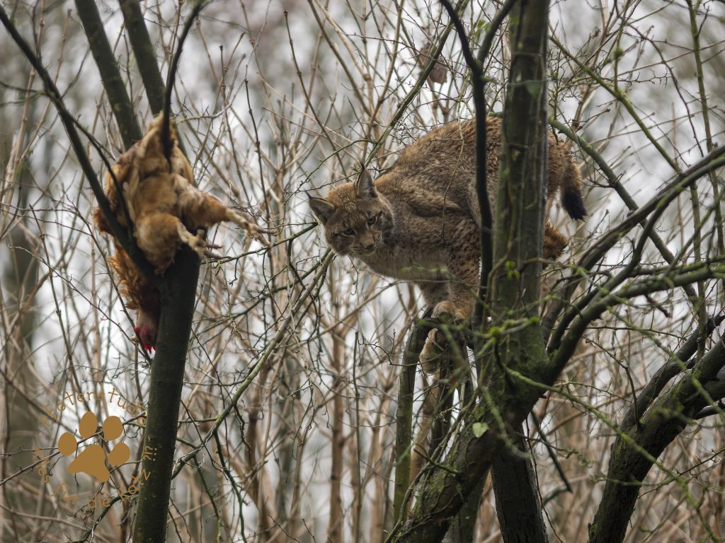 Europ_ischer_Luchs202012241337-16