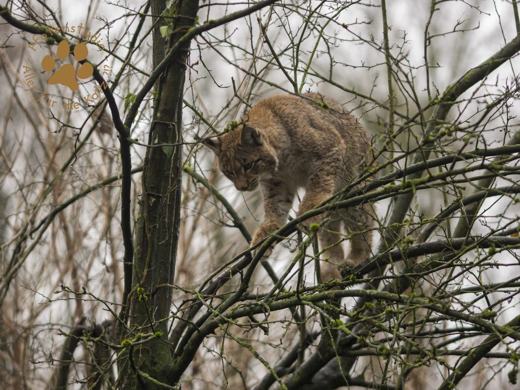 Europ_ischer_Luchs202012241337-21
