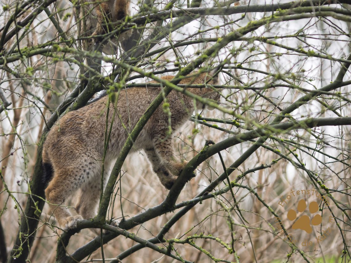 Europ_ischer_Luchs202012241338-22