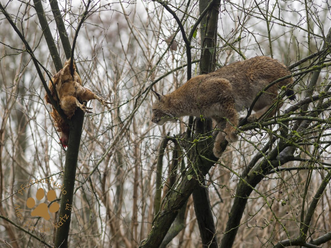 Europ_ischer_Luchs202012241338-31