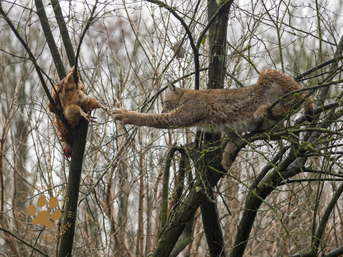 Europ_ischer_Luchs202012241338-36