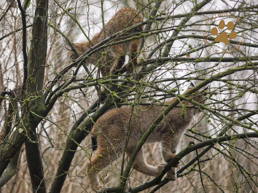 Europ_ischer_Luchs202012241339-12