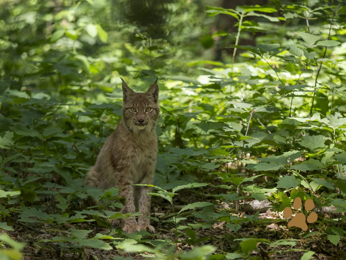 Europ_ischer_LuchsP6020048