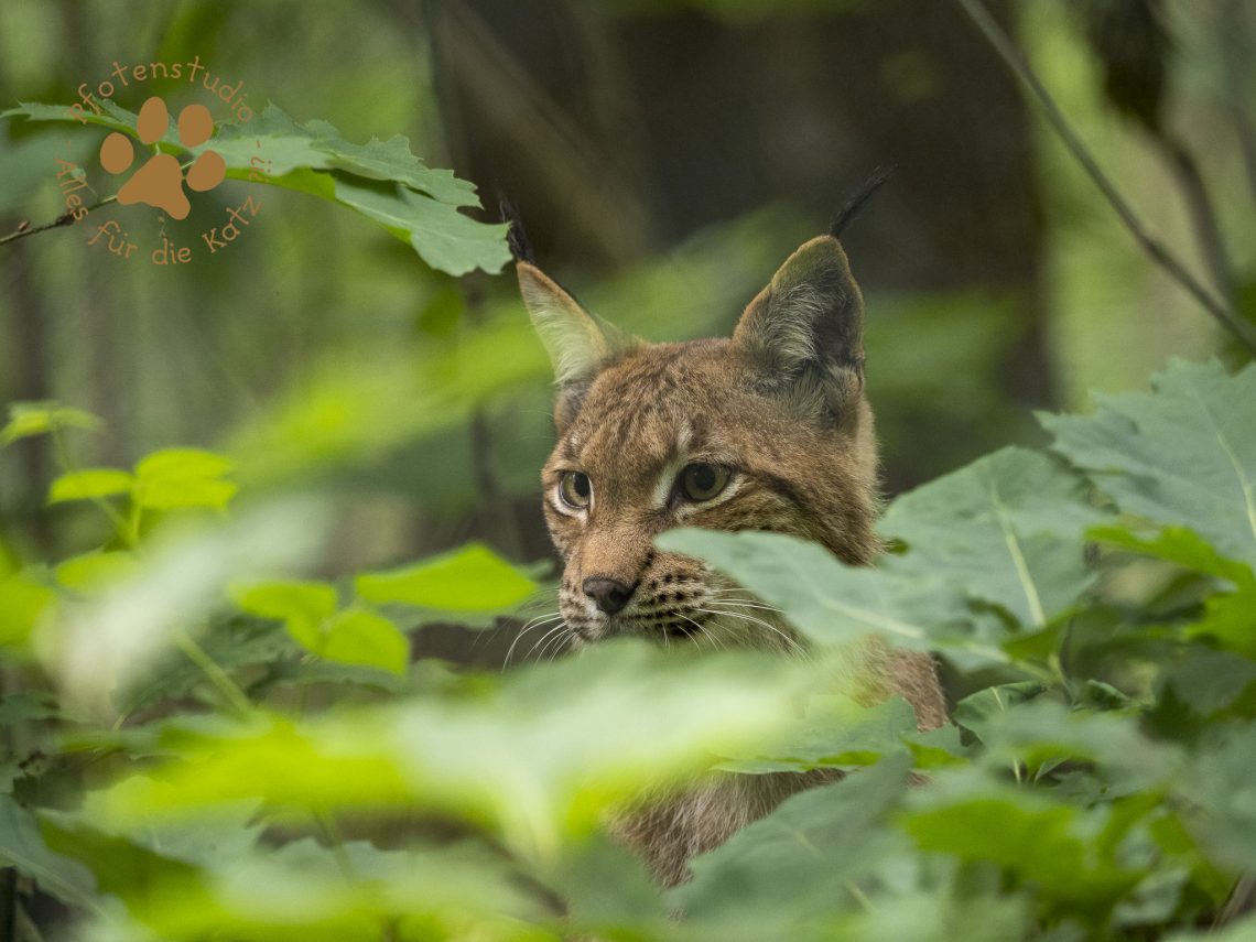 Europ_ischer_LuchsP6090190