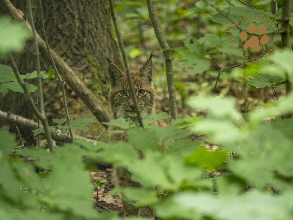 Europ_ischer_LuchsP6090213