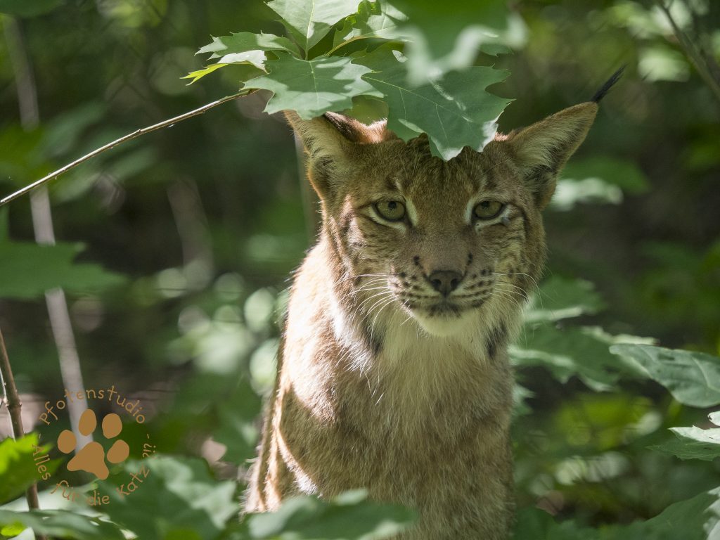 Europ_ischer_LuchsP7180073-2