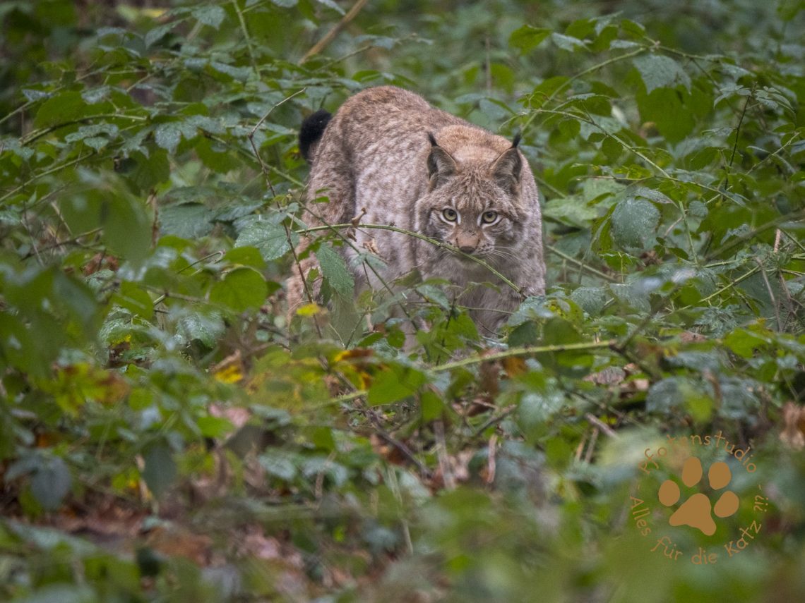 Europ_ischer_Luchs_1090161_2_