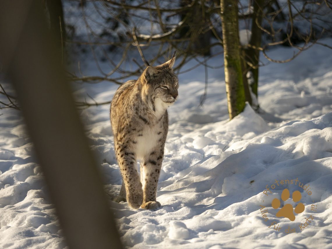 Europ_ischer_Luchs_1290009