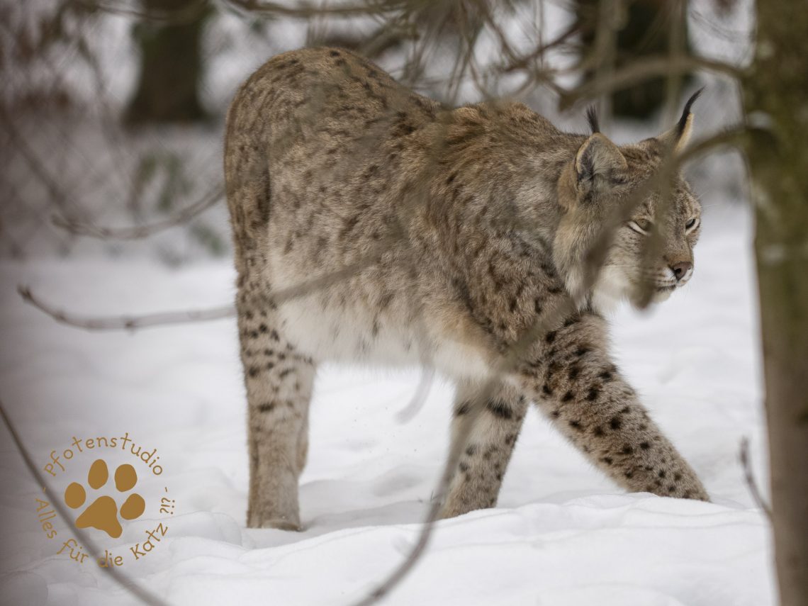 Europ_ischer_Luchs_1290015-2