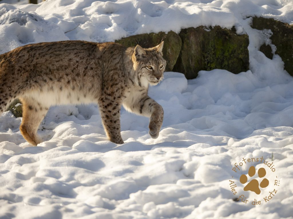 Europ_ischer_Luchs_1290016