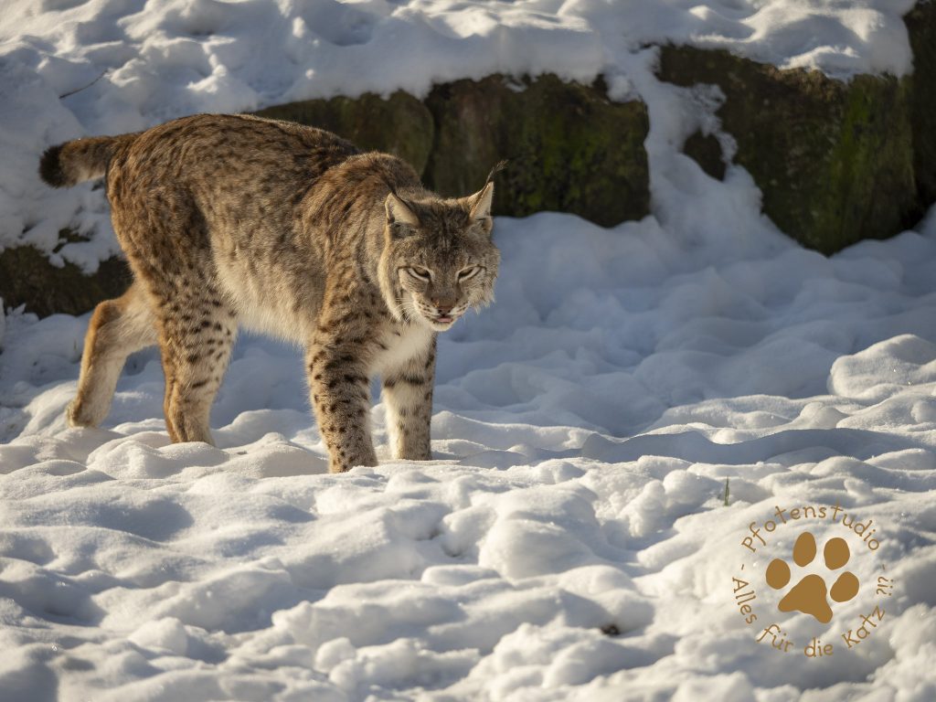 Europ_ischer_Luchs_1290017