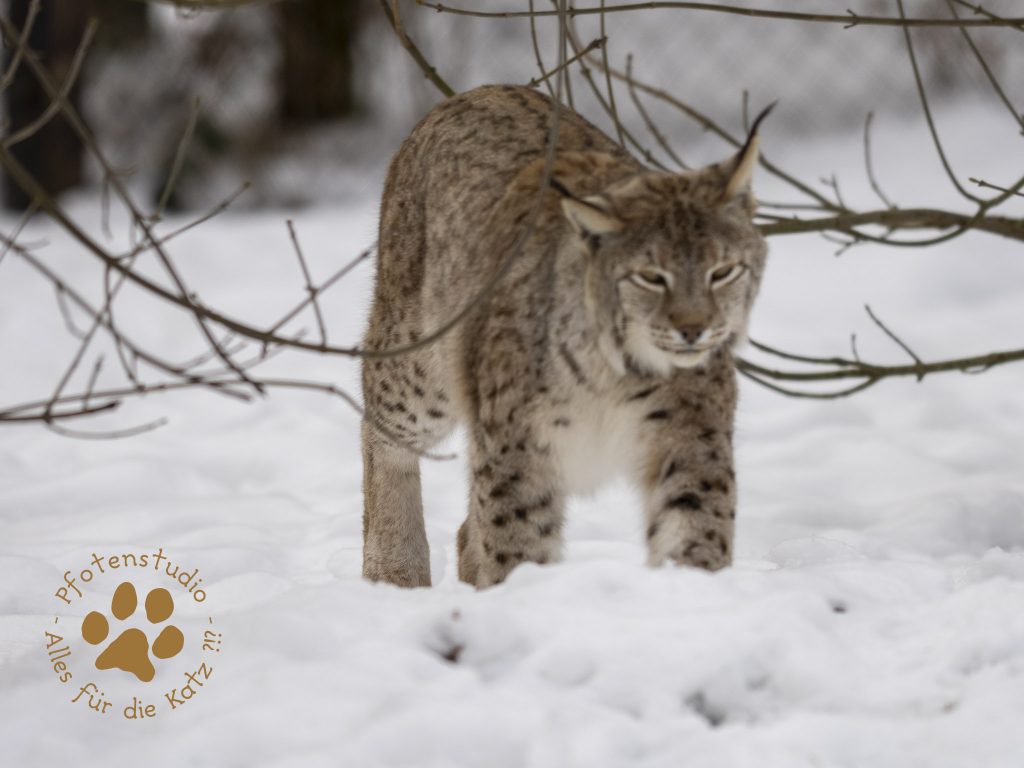 Europ_ischer_Luchs_1290017-2