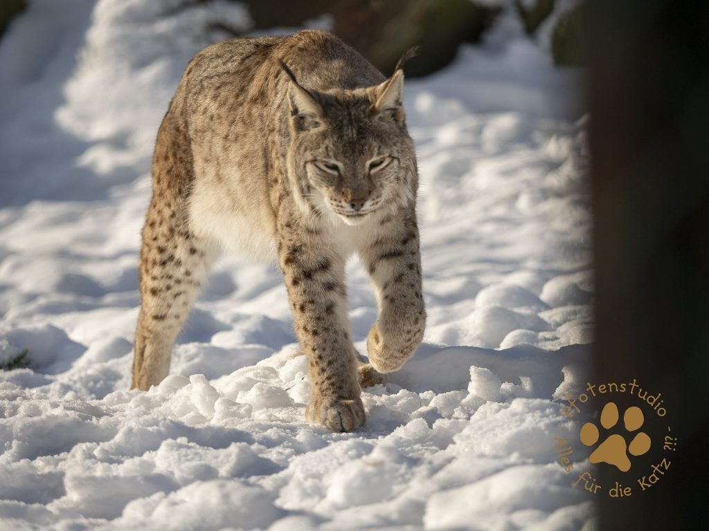 Europ_ischer_Luchs_1290023