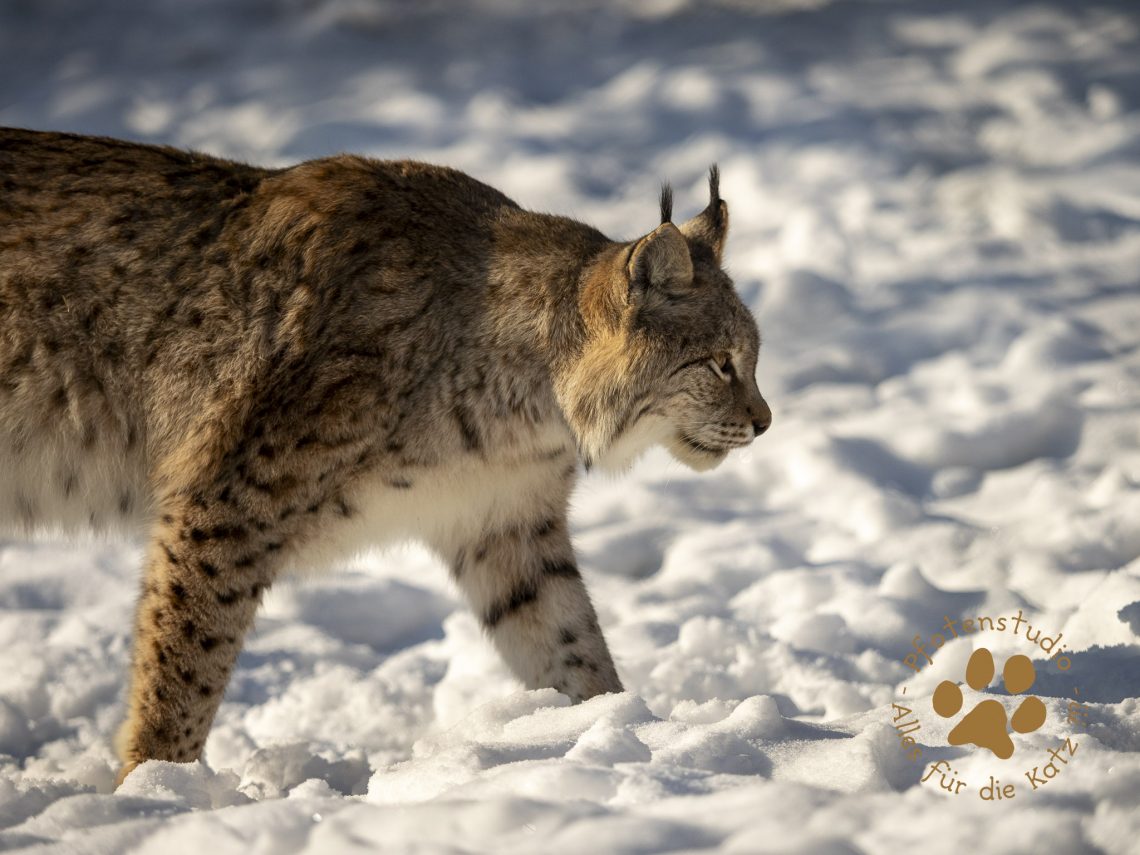 Europ_ischer_Luchs_1290025