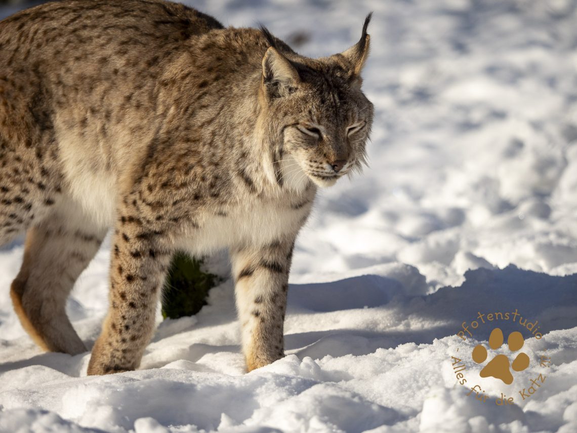 Europ_ischer_Luchs_1290028