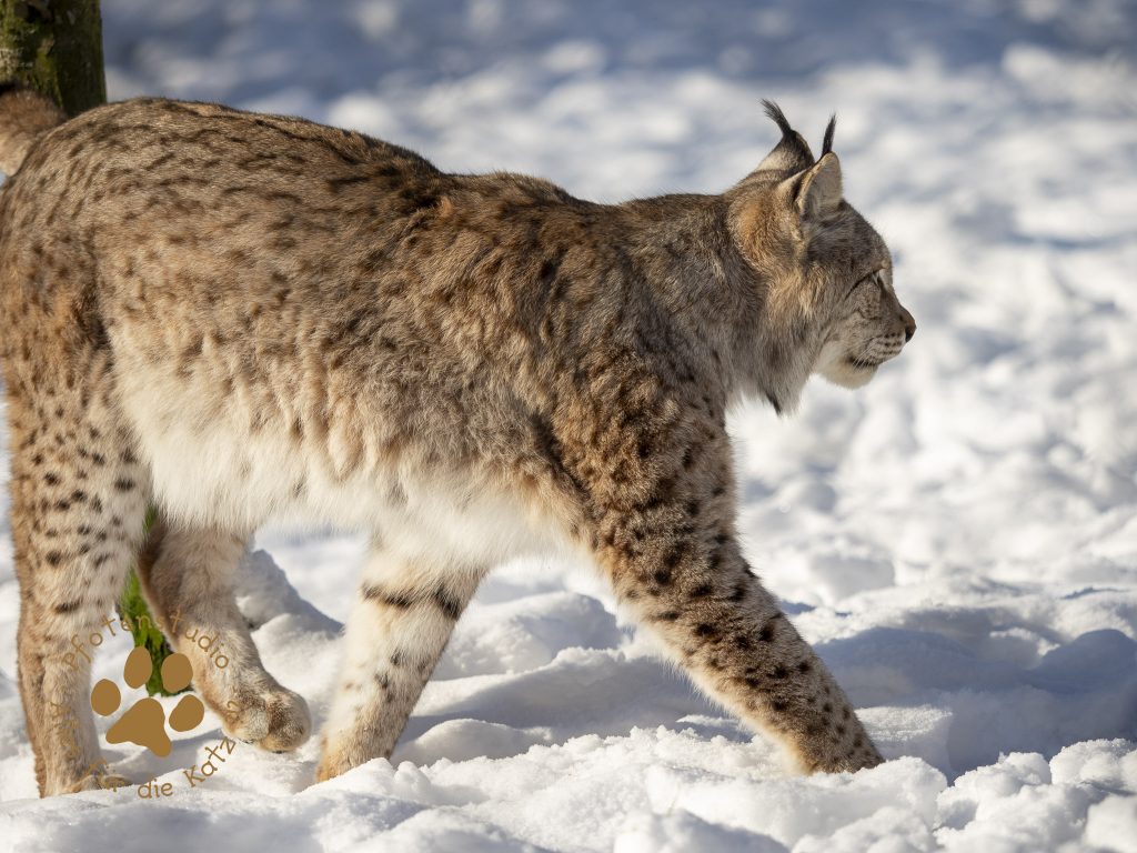 Europ_ischer_Luchs_1290031