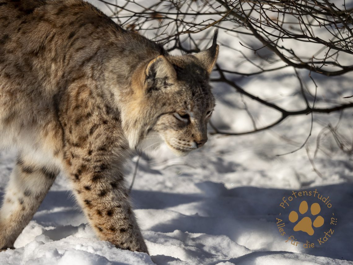 Europ_ischer_Luchs_1290034
