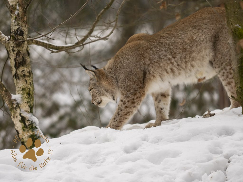 Europ_ischer_Luchs_1290056-2