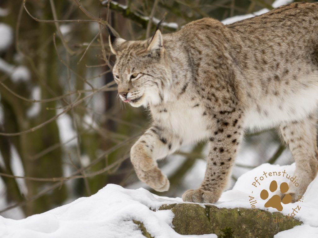 Europ_ischer_Luchs_1290085-2