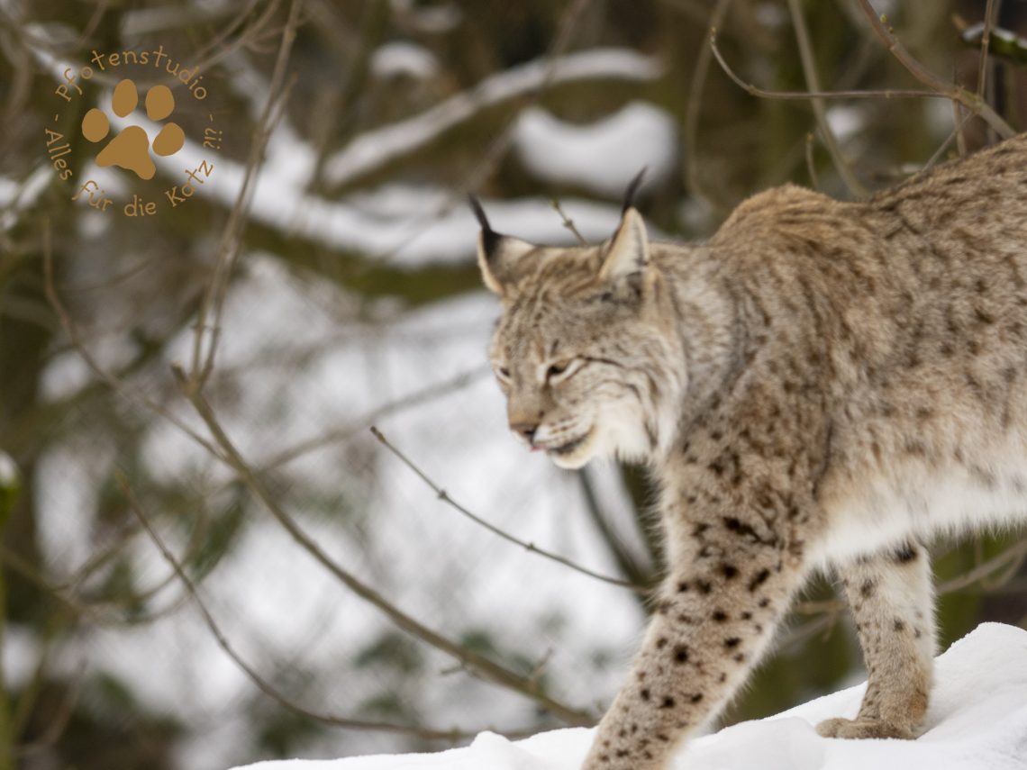 Europ_ischer_Luchs_1290086-2