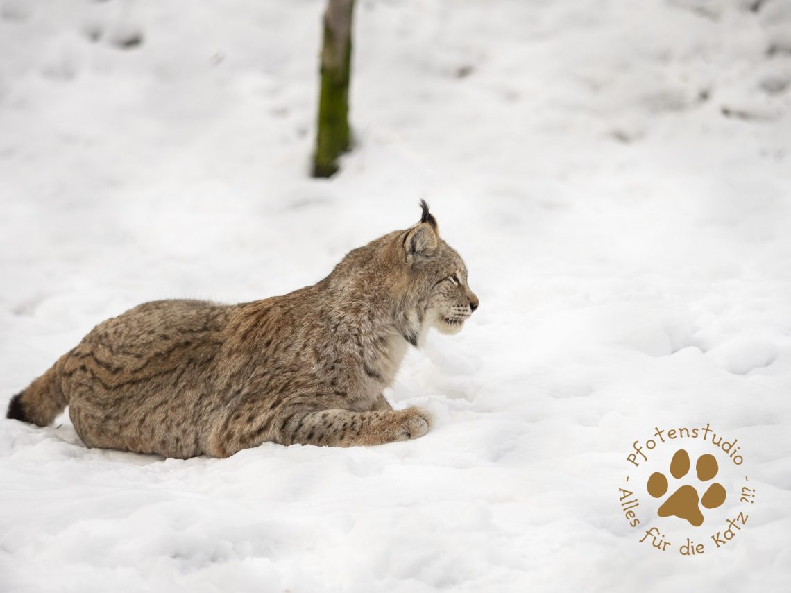 Europ_ischer_Luchs_1290153