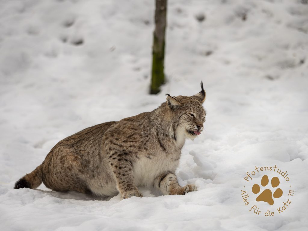 Europ_ischer_Luchs_1290154