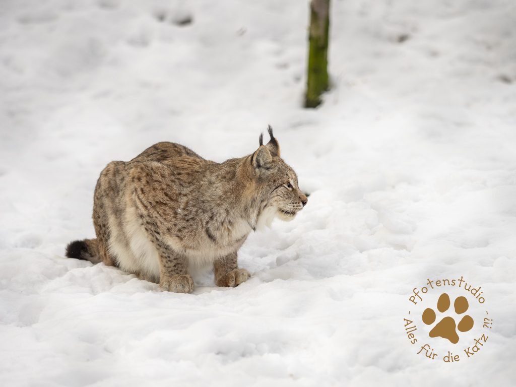 Europ_ischer_Luchs_1290168