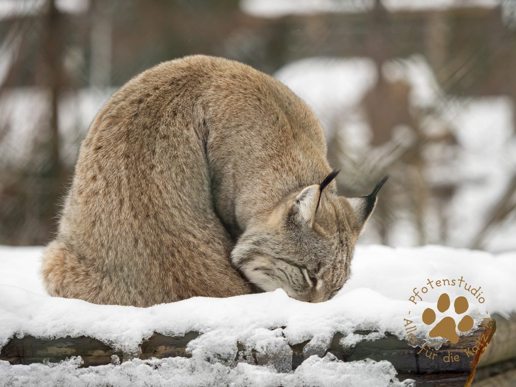 Europ_ischer_Luchs_1290209