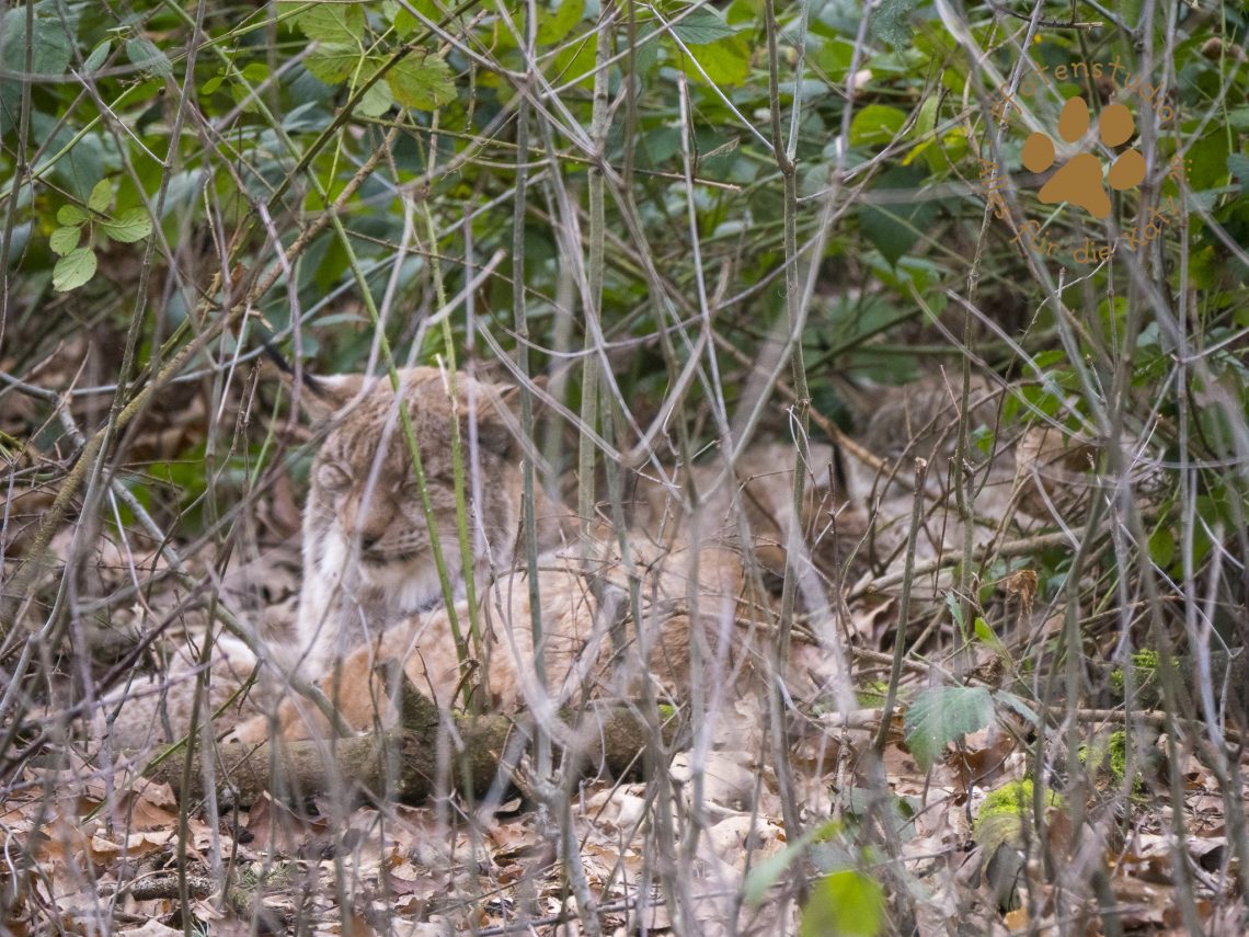 Europ_ischer_Luchs_1300272