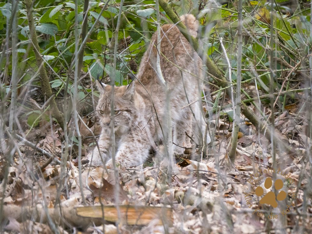 Europ_ischer_Luchs_1300300