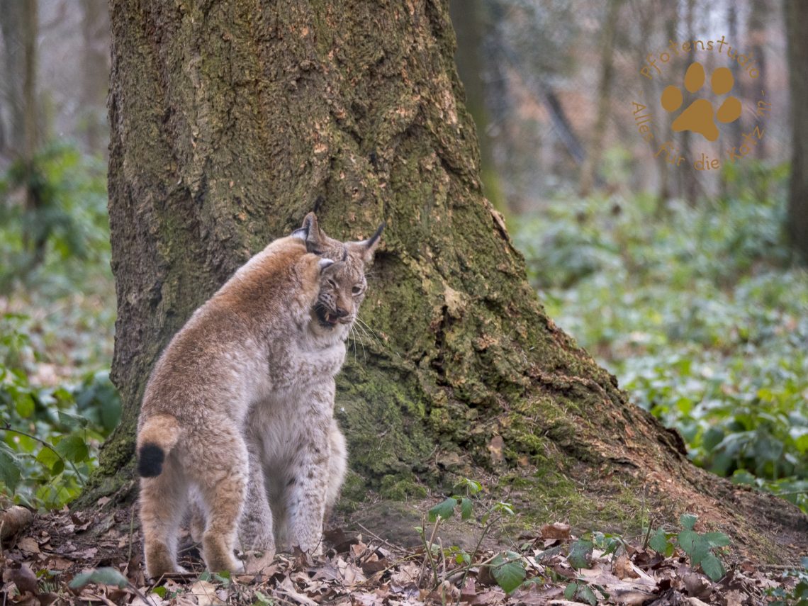 Europ_ischer_Luchs_1300320