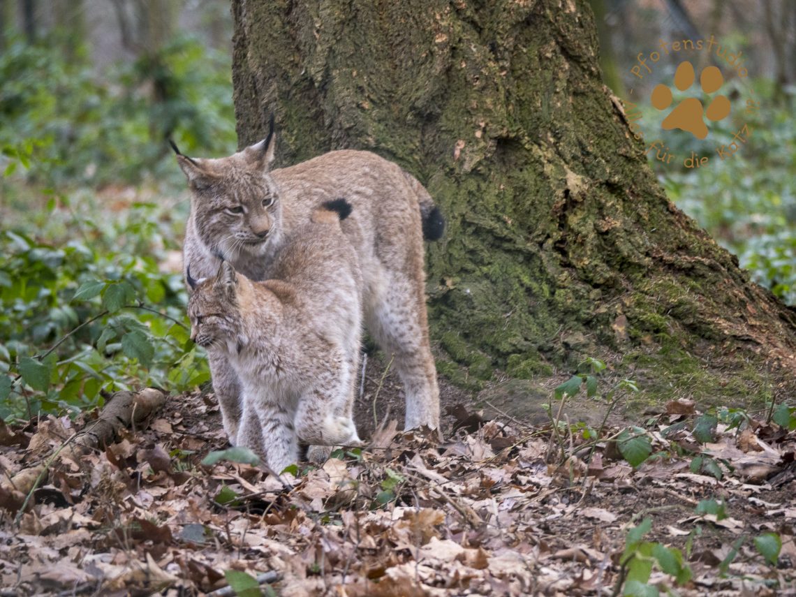 Europ_ischer_Luchs_1300326
