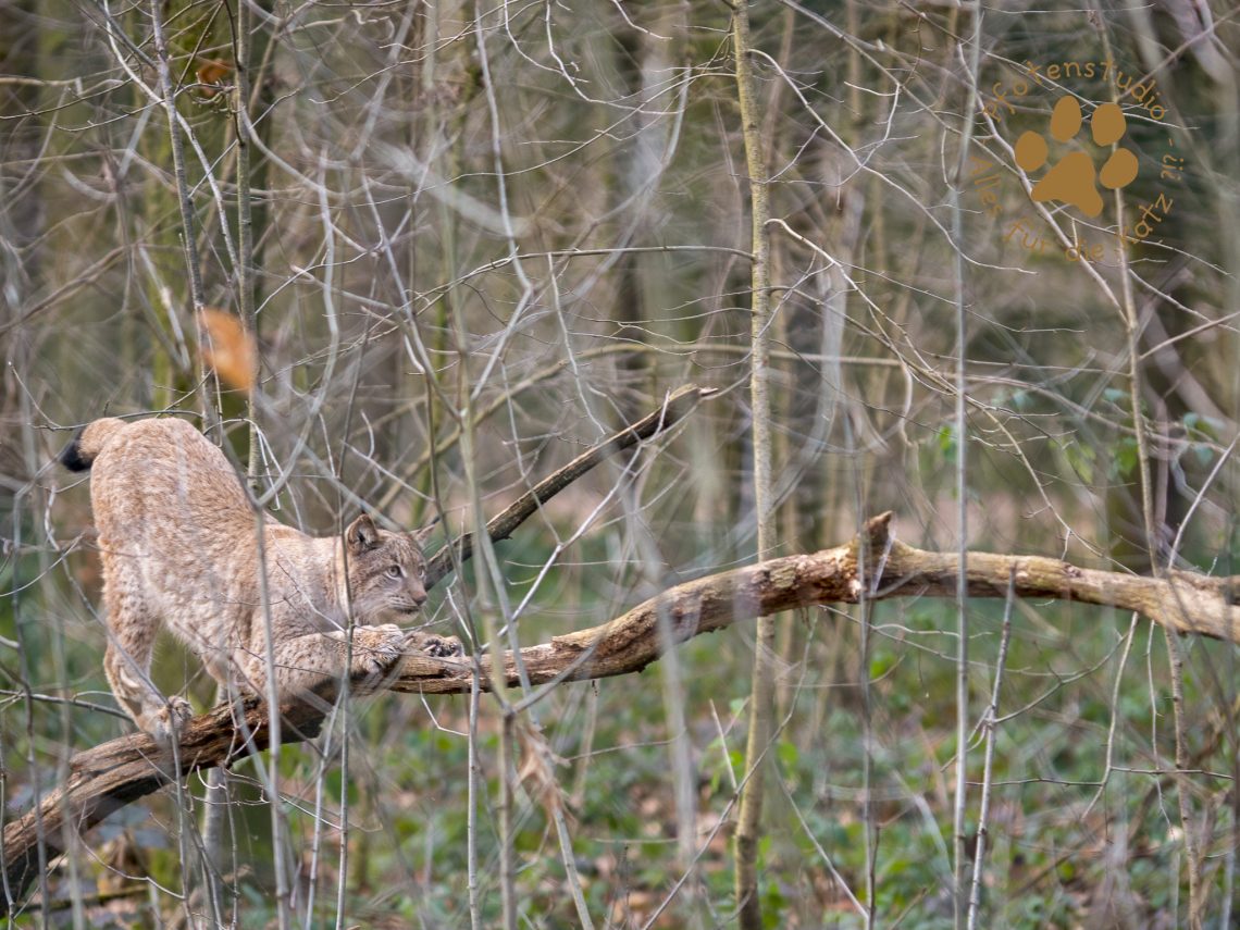 Europ_ischer_Luchs_1300433