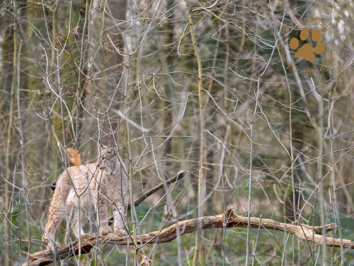 Europ_ischer_Luchs_1300435_01