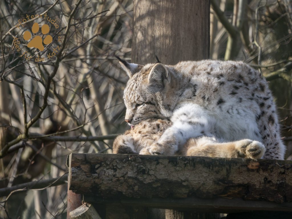 Europ_ischer_Luchs_2020300